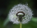 Blume D31_0270 Kopie.jpg   26.04